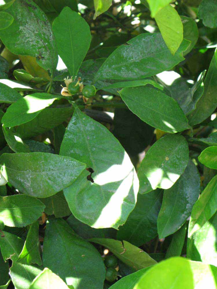              Shade leaves (Riverside, CA)       